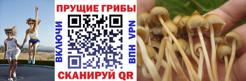 Псилоцибиновые грибы MAGIC MUSHROOMS  kraken рабочий сайт  Тында  купить закладку 